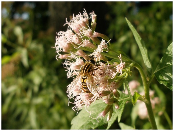 Fly on flower