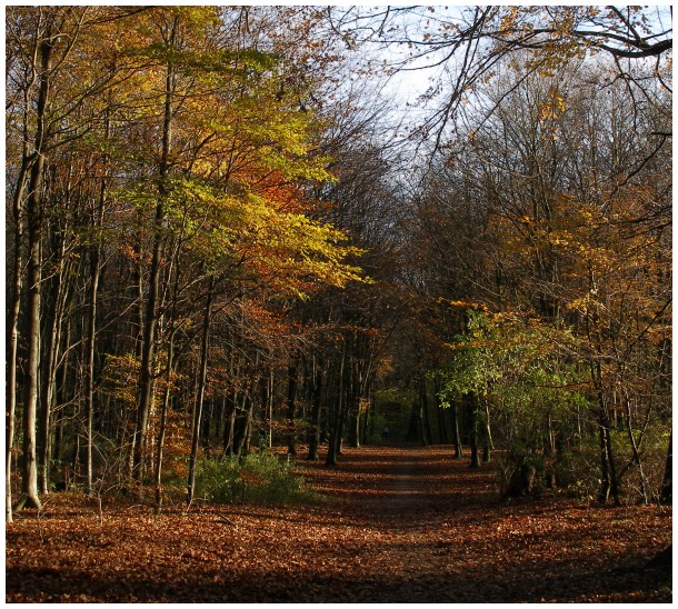 Path in forest