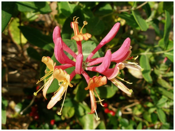 Autumn flower