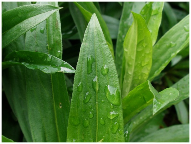 Green leaves