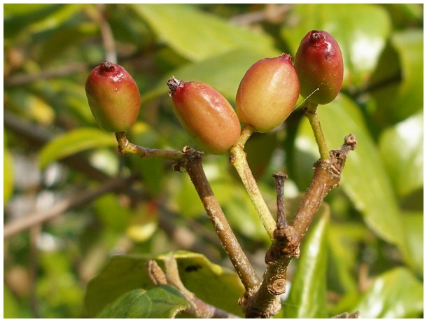 Berries